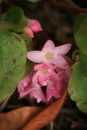 Mountain Pink. May Flower. Gravel Plant. Ground Laurel. Winter Pink.
